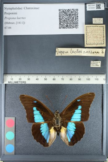 Media type: image;   Entomology 163451